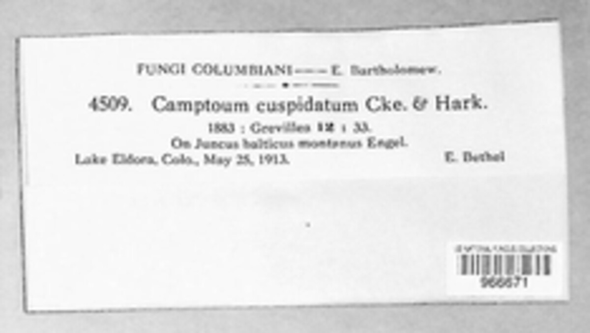 Arthrinium cuspidatum image